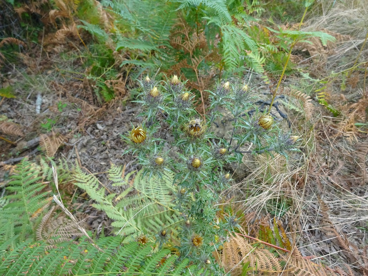 Carlina hispanica subsp. hispanica (Asteraceae)